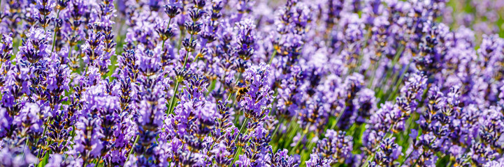 Obraz premium Lavender blooms cover a large field in bright sunlight during the growing season in a rural area