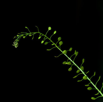 Passerage de Virginie (Lepidium virginicum)