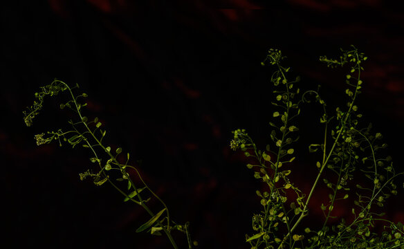 Passerage de Virginie (Lepidium virginicum)