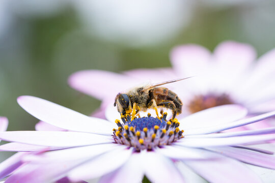bee taking pollen from a flower