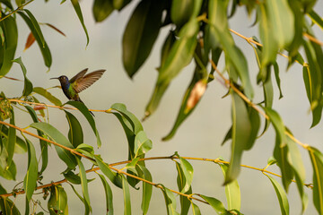Obraz premium Hummingbird, a beautiful hummingbird in flight amidst the foliage of a tree in a park in Brazil, selective focus.