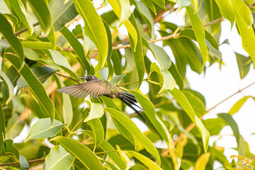 Obraz premium Hummingbird, a beautiful hummingbird in flight amidst the foliage of a tree in a park in Brazil, selective focus.