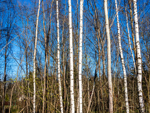 bare trunks of birch and aspen trees in forest