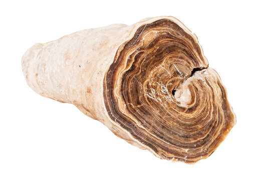 petrified fossil wood cutout on white background