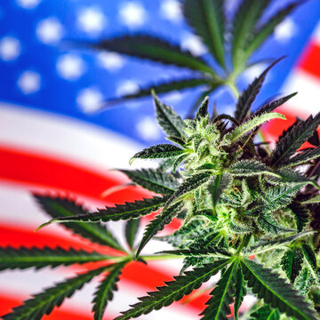 Cannabis legalization in the united states of america .Legalization Marijuana or Cannabis.Medical Oil Cannabis