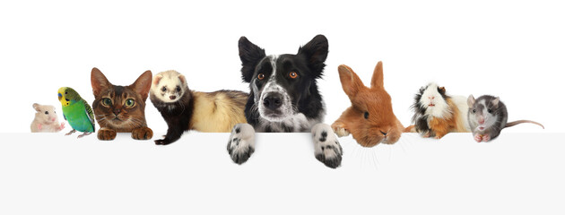 Obraz premium Parrot and other pets peeking out on white background, banner design