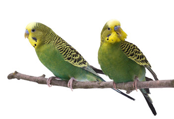Obraz premium Bright parrots on branch against white background. Cute pet