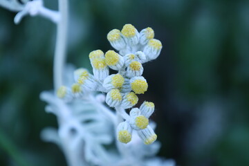 Achillée maritime aux fleurs blanches en macro © Bovek Photography