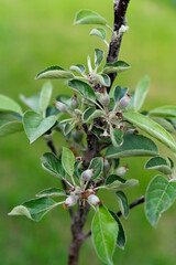 Obraz premium Young apple blossoms peek through lush green leaves