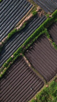 Aerial view harvest crew tending large plot, multiple workers spread across ridged beds and border area, baskets and tools in use, lush boundary vegetation frames scene,Bali,Indonesia,vertical video