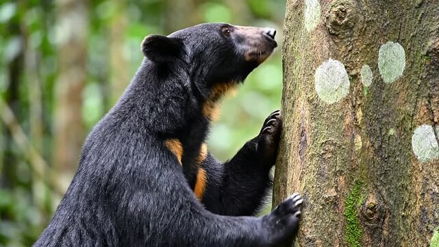 Close-Up Of A Sun Bear Rubbing Its Cheek Against A Textured Tree Trunk In A Lush Green Forest Environment