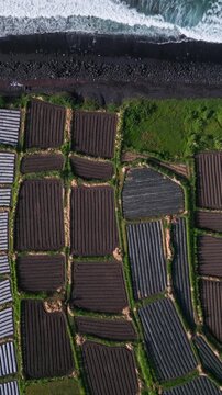 Aerial textured paddies and surf, close topdown view of mosaic plots, wet soil beds and planted rows, rhythmic shoreline foam, earthy tones and detailed field geometry,Bali,Indonesia,vertical video