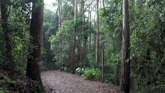 Sendero de tierra entre eucaliptos y vegetaci&oacute;n tropical con hortensias blancas en bosque nuboso de Costa Rica