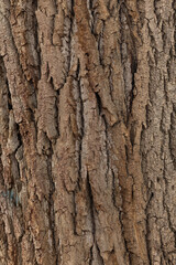 Fototapeta premium Vertical close-up showing the rugged, deeply furrowed bark of a mature tree. Warm brown tones, layered ridges, cracks and peeling plates create a tactile