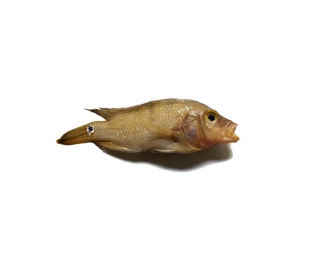 Freshwater Petenia splendida mojarra cichlid fish caught in Lake Peten Itza Peten Guatemala
