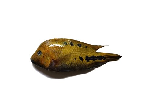 Freshwater mojarra cichlid fish caught in Lake Peten Itza Peten Guatemala