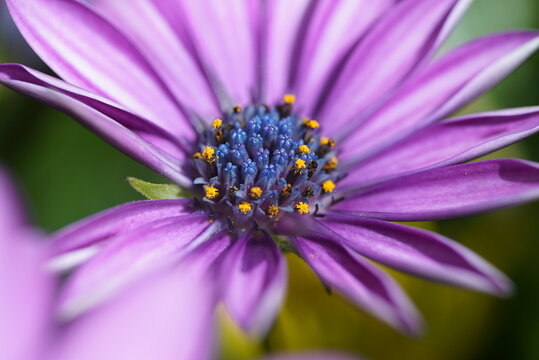 Lila Kapmargerite (Osteospermum) Makro Aufnahme