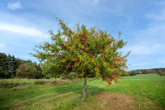 red ripe apples hanging at an apple tree in scenic meadow l