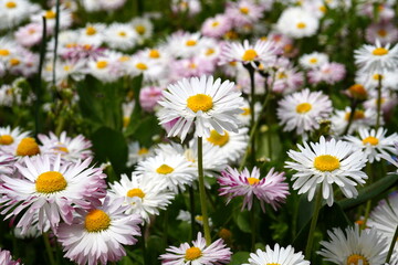 Closeup of bellis perennis white flowers in a park in spring © adinamnt