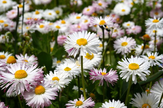 Closeup of bellis perennis white flowers in a park in spring
