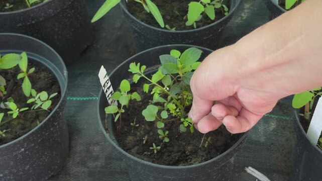Gardener weeding small seedling in a pot