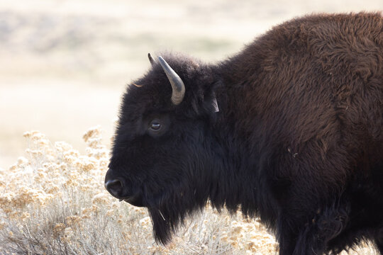 Close up photo of a dark shaggy American Bison in front of some backlit rabbitbrush bushes in the desert environment of Antelope Island, Salt Lake, Utah USA on a late fall day. 