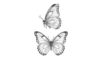 Butterfly with Detailed Wings and Antennae in Black and White Illustration Featuring Nature, Insect, Drawing with Sketch and Fine Lines Elements © fariya
