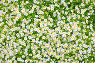 Top view of a dense group of blooming daisies with white petals and yellow centers growing in green foliage. Overhead shot in a natural outdoor environment. Natural daylight.  © zontica