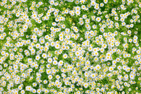 Top view of a dense group of blooming daisies with white petals and yellow centers growing in green foliage. Overhead shot in a natural outdoor environment. Natural daylight. 