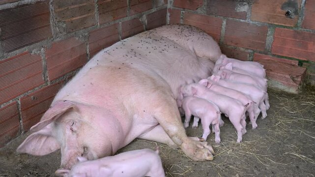 Mother sow nursing her newborn piglets while resting in a sty. The large pig is lying down on the straw in a rustic farm pen as her suckling babies feed on milk