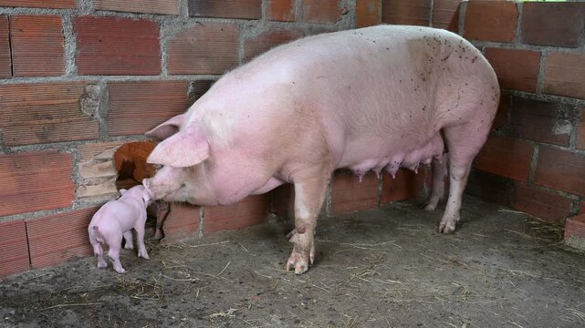 Mother sow caring for her newborn piglet in a farm pen, showcasing maternal instinct and animal husbandry in a rustic brick and straw environment