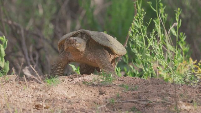 Common Snapping Turtle Digging Nest Along Riverbank in Colorado