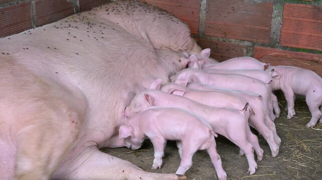 Hungry newborn piglets suckling milk from their sow mother lying on straw in a pigpen, showing livestock farming, animal breeding, and maternal instinct in agriculture