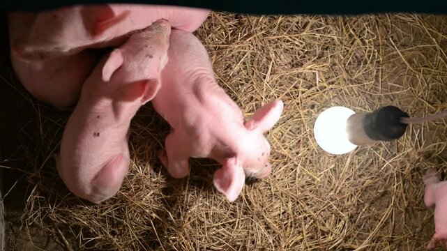 Newborn piglets huddling together for warmth under a heat lamp in a hay-lined pen on a livestock farm while sleeping peacefully and staying warm together