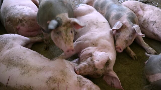 Group of dirty young pigs lying on the floor of an overcrowded pigsty in an industrial farm, while one curious piglet stands up and looks directly into the camera