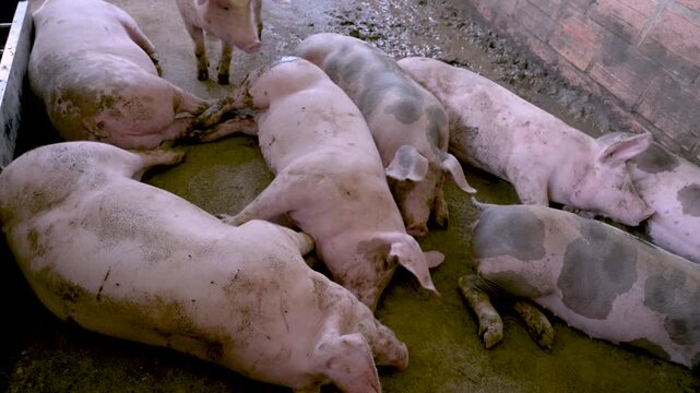 Unsanitary pig farming conditions showing dirty hogs sleeping in a crowded sty, highlighting industrial agriculture and animal welfare issues for livestock production