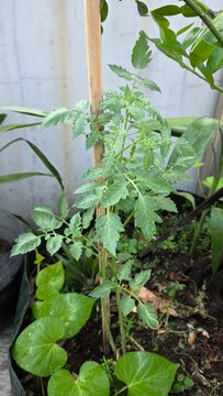 watering the plants