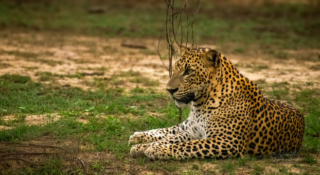 A powerful Sri Lankan leopard (Panthera pardus kotiya) walking through a forest clearing in Yala National Park, Sri Lanka. The image captures the stealth, strength, and elegance of this rare endemic.
