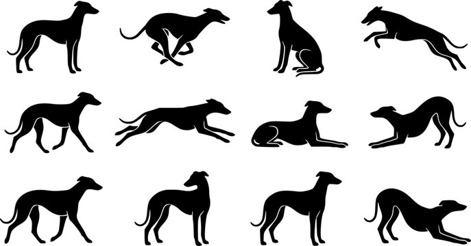 Greyhound dog silhouette icon set, flat black glyph style, pure white background