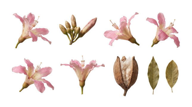 Silk floss flower elements for botanical branding, spring themes and elegant floral layouts. Isolated on white background