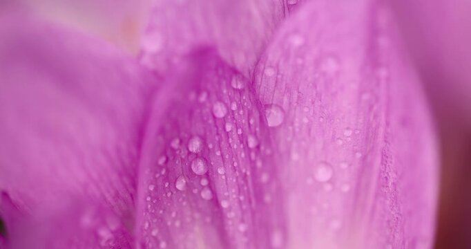 Lilac evergreen with transparent moisture, this evergreen is densely covered with drops of water that shine on the entire surface of the evergreen bud.