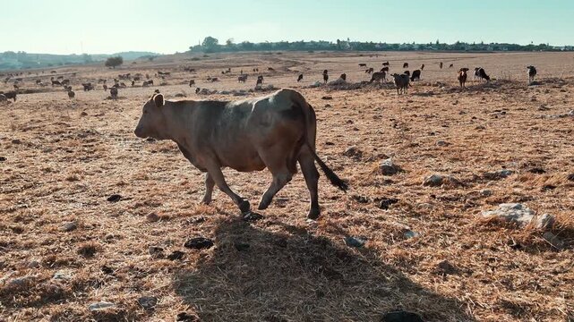 Drone Low-Angle Tracking Shot of Single Brown Cow Walking Across Field