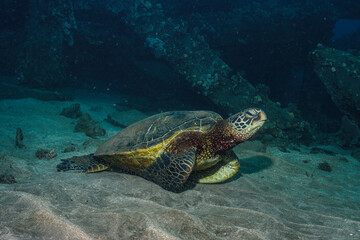 Obraz premium Green Sea Turtle Resting Near Coral Reefs