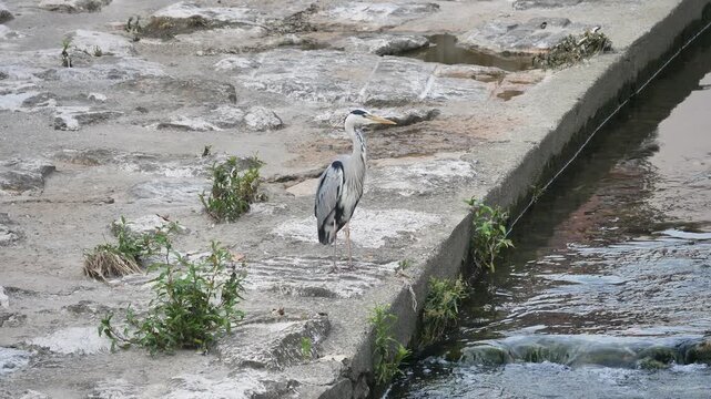 Heron posing along Morla river, Bergamo, Italy