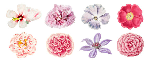 Obraz premium Vector set of delicate pink and white watercolor flowers isolated on white