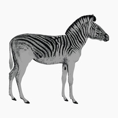 Fototapeta premium Vintage zebra animal, illustration isolated on white, vector.