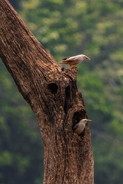 Blyth's Starling (Sturnia blythii), also known as the Malabar Starling, which is endemic to the Western Ghats of India