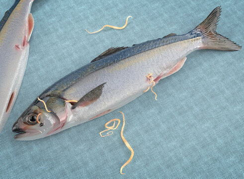 Fresh fish with Anisakis. Anisakis is a parasite (nematode) that nests in the viscera and flesh of fish and cephalopods.