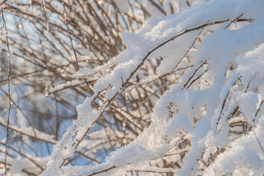 Snow-covered branches form a winter tapestry against a monochromatic backdrop, with subtle hints of blue sky The image captures a tranquil, detailed view of snowy landscape without text or other obj