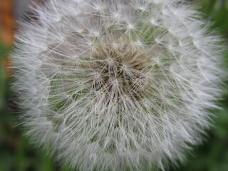 Obraz premium Up Close Dandelion